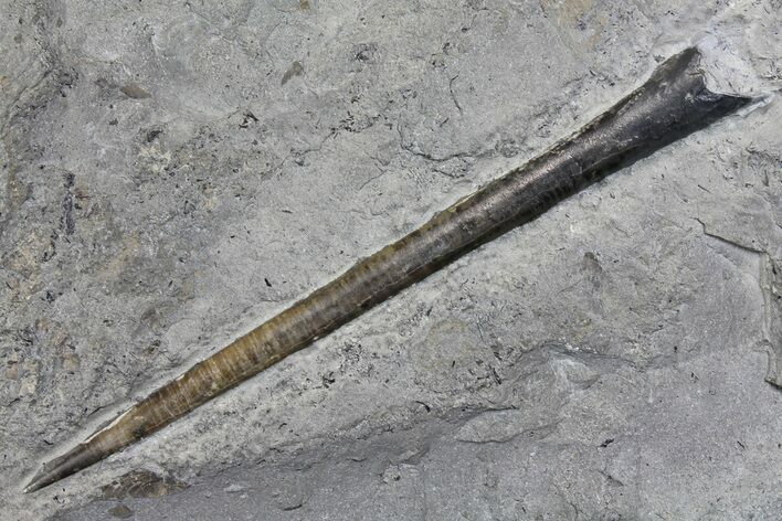 Fossil Belemnite (Youngibelus) - Germany #167855